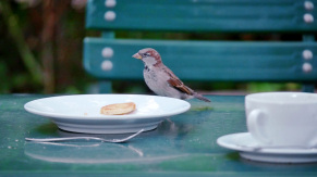 Filmstill zu: Wenn Spatzen schmatzen